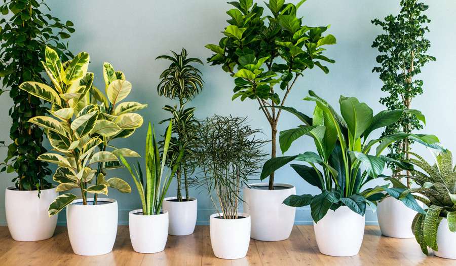 Beneficios plantas interior